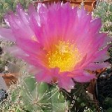 Thelocactus leucacanthus ssp. schmollii