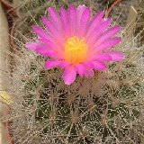 Thelocactus macdowellii