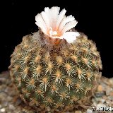 Turbinicarpus saueri ssp ysabelae