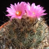 Turbinicarpus viereckii