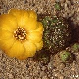 Weingartia ex Sulcorebutia tarabucoensis