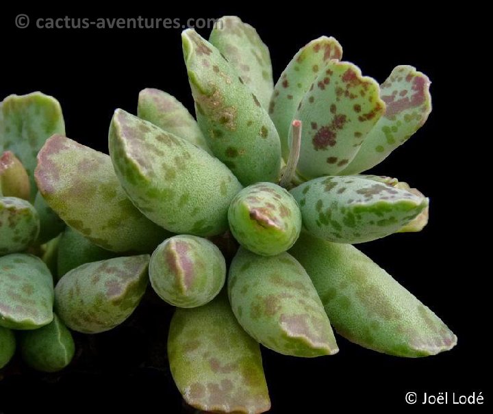 Adromischus cooperi P1120595