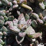 Adromischus schuldtianus ssp. juttae