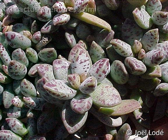 Adromischus schuldtianus ssp. juttae (2)