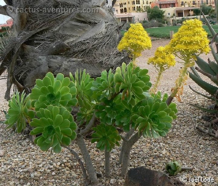 Aeonium arboreum JLcoll.053