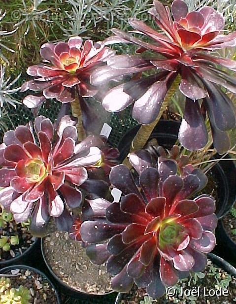 Aeonium arboreum v. atropurpureum