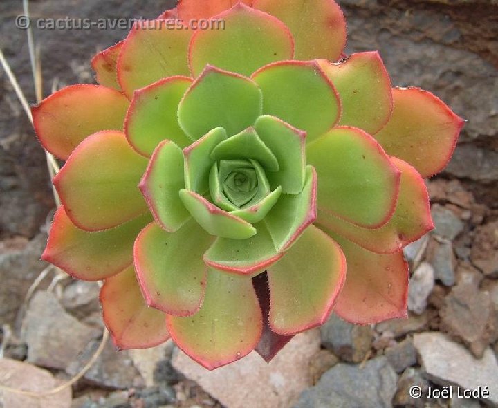 Aeonium decorum GO Dscf0339