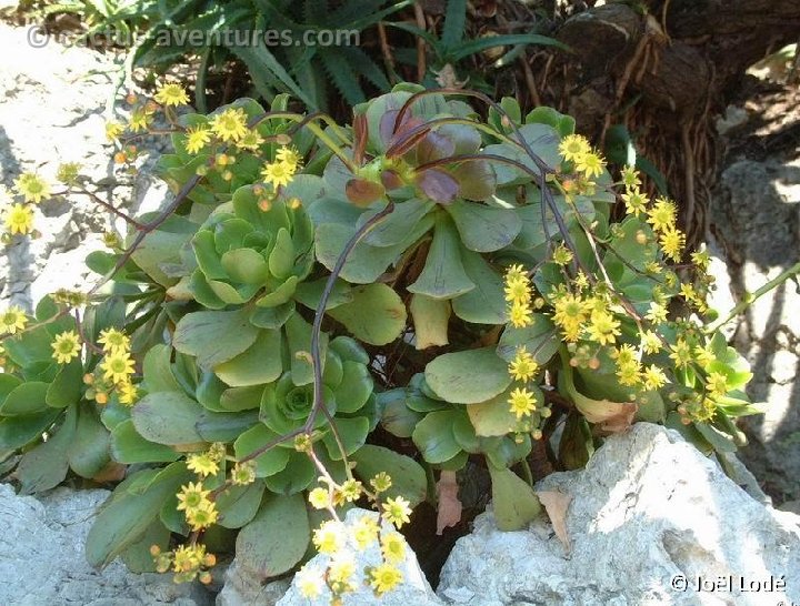 Aeonium glutinosum Madeira JLcoll.066