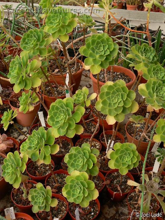 Aeonium goochiae hybr. P1260229