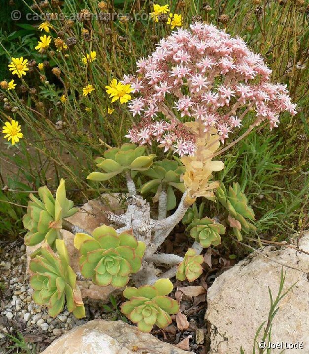 Aeonium lancerrotense Mozaga, Lanzarote JLcoll.080