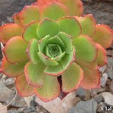 Aeonium decorum (La Gomera, Canary Islands) (unrooted cuttings - boutures non racinées)