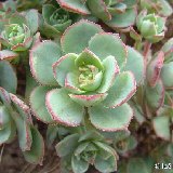 Aeonium haworthii (Masca, Tenerife, Canary Islands) (unrooted cuttings - boutures non racinées)