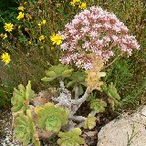 Aeonium lancerrotense (Mozaga, Lanzarote, Canary islands) (unrooted cuttings - boutures non racinées)