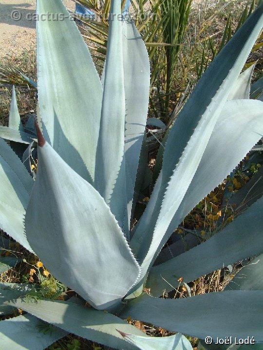 Agave abrupta Dscf1214