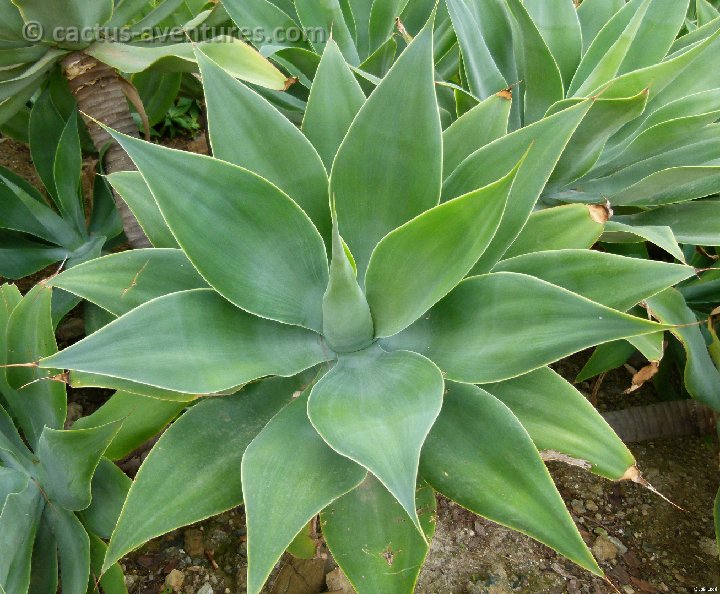 Agave attenuata P1100471