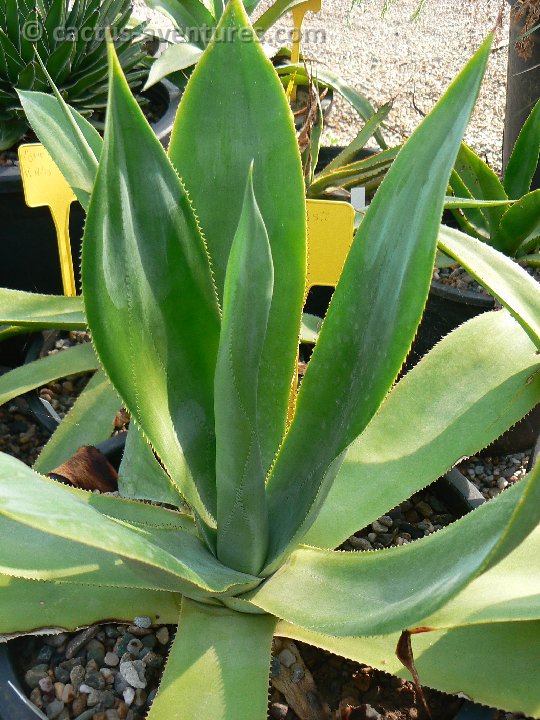 Agave celsii v. mitis P1210932