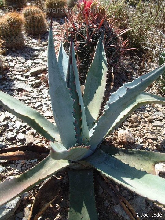 Agave chrysantha Dscf2797