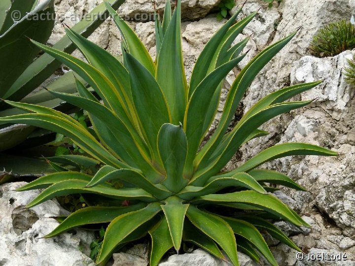 Agave desmetiana variegata P1010921