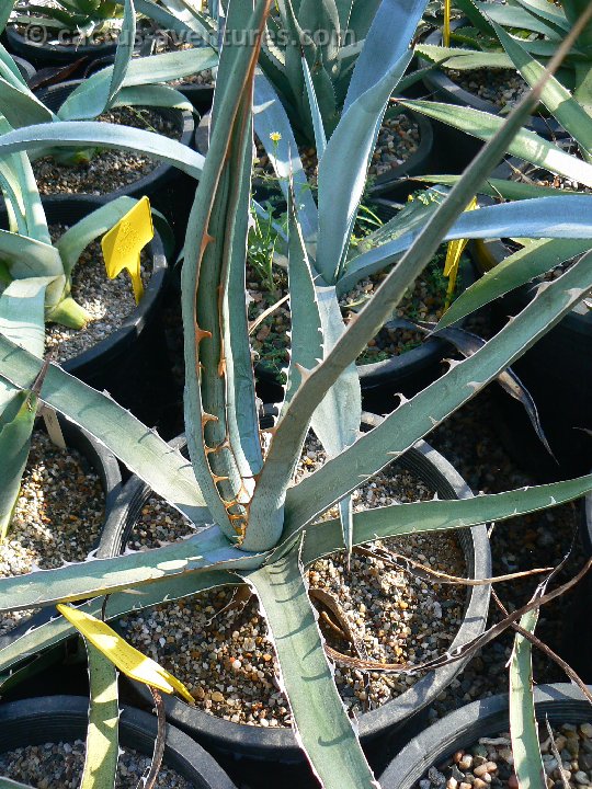 Agave difformis P1210933