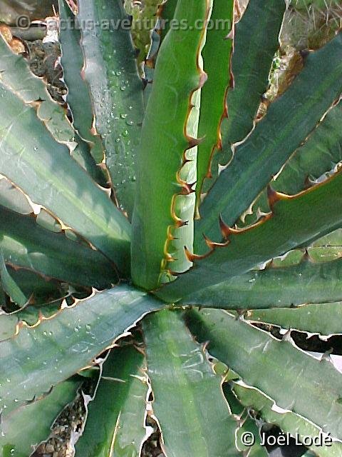 Agave heteracantha