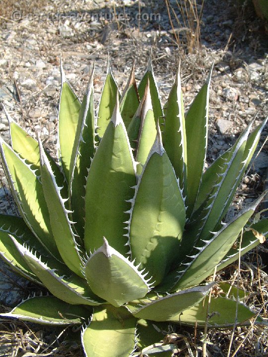 Agave kerchovei ©JL Dscf2809