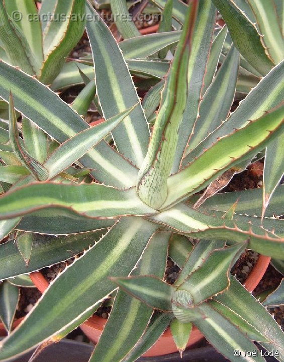 Agave lophantha v. poselgeri Dscf7374