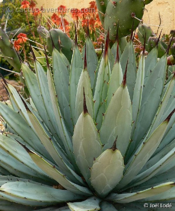 Agave macroacantha P1250308