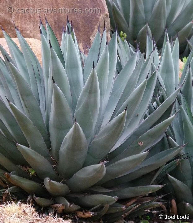 Agave nigra P1100469