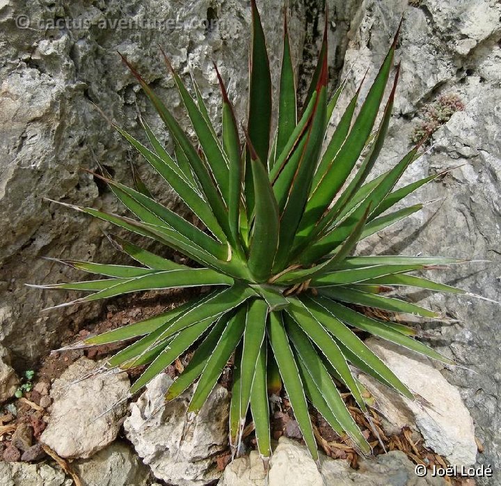 Agave ocahui JEM ©JL P1060464