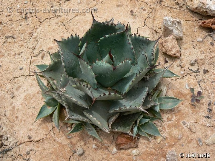 Agave potatorum v. verschaffeltii P1030552