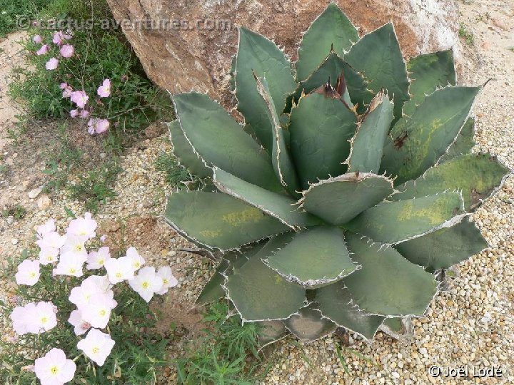 Agave titanota P1030415