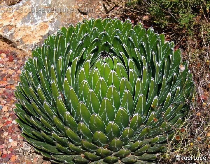 Agave victoria-reginae ©JLcoll.216