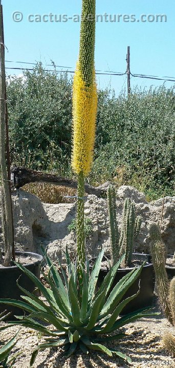 Agave vilmoriniana P1080603