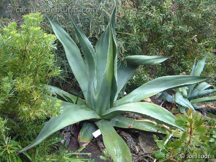 Agave weberi Dscf5452