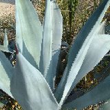 Agave abrupta JLcoll