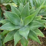 Agave attenuata JLcoll.