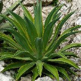 Agave desmetiana variegata MCA ex JLcoll. (small quantity)