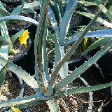 Agave difformis JLcoll. (various sizes)