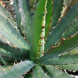 Agave univittata JLcoll