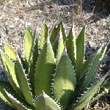 Agave kerchovei  JLcoll. (small size)