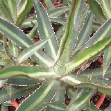 Agave lophantha v. poselgeri (lechuguilla)  JLcoll.