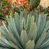 Agave macroacantha JL