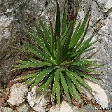 Agave ocahui v. longifolia (Mexico) MCA small quantity