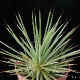 Agave stricta nana JL201