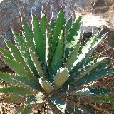 Agave xylonacantha JL