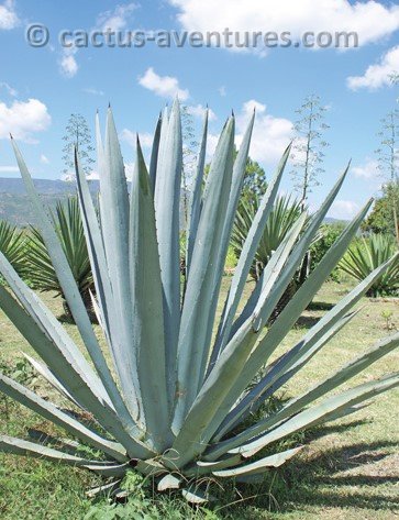 Agave americana oaxacensis © Abisaí Josué García