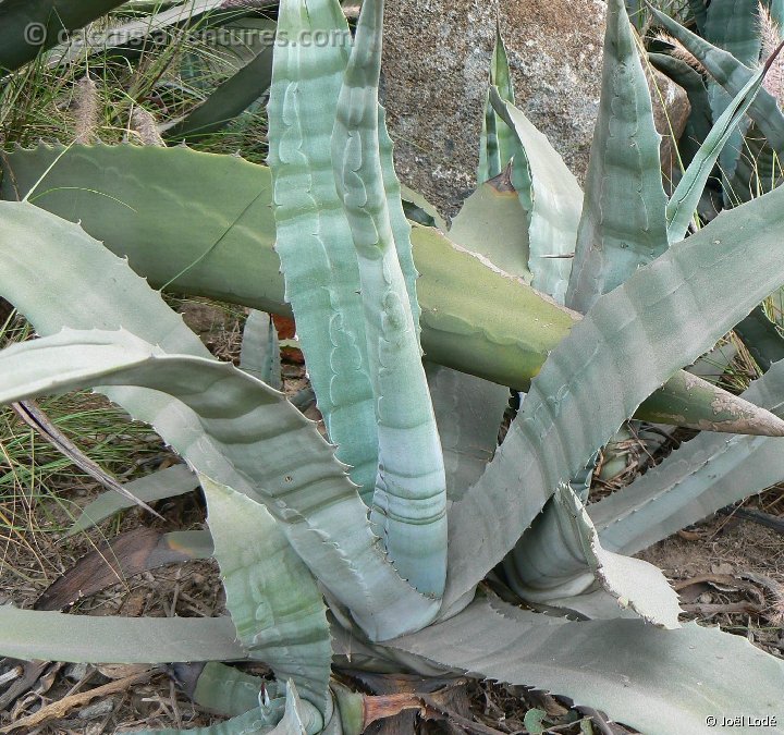 Agave cordillerensis, Lima P1110155