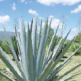 Agave americana oaxacensis © Abisaí Josué García.jpg