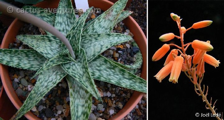 Aloe 'Dorian Black' infl. P1310372