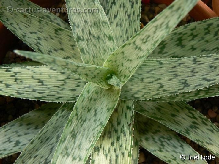 Aloe 'Snow Flakes' P1180140